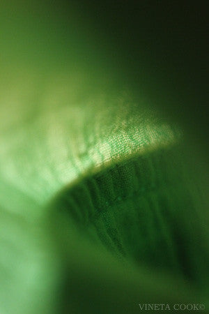 abstract photography, green photo, contemporary art, abstract photography for sale, interior design