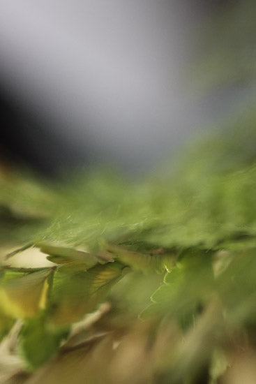 abstract nature photography, art for healthcare, green photography