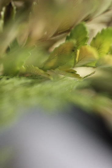 abstract nature photography, art for healthcare, green photography