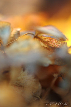 abstract landscape, contemporary art, abstract photography, for sale