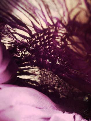 purple abstract photo