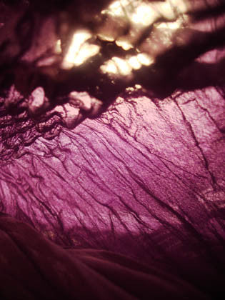 purple photography for sale